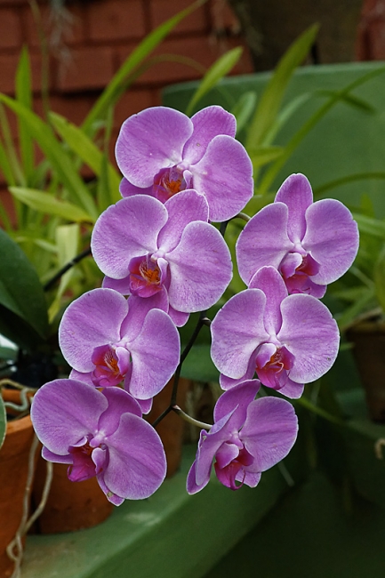 Kandy-Botanical garden-078